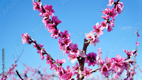 pink magnolia peach flowers