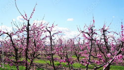 Spring peach field pink blossoming flowers