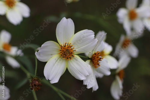 focus on white flowers © Solene
