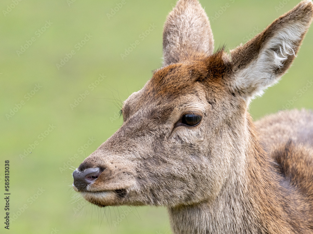 Fototapeta premium Damwild