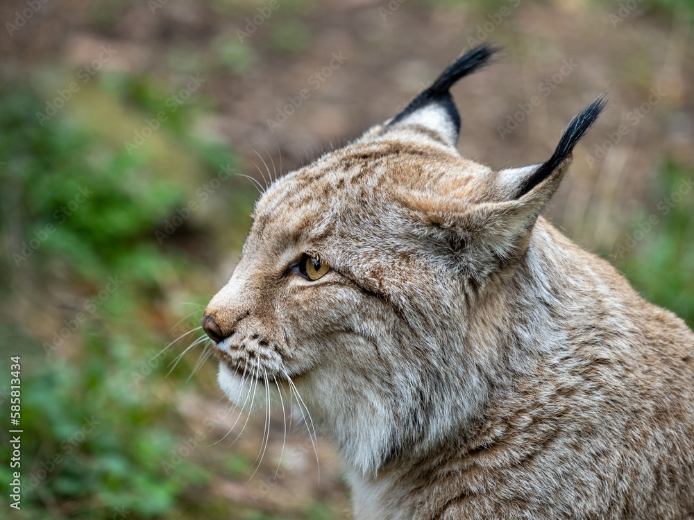 Fototapeta premium Lux