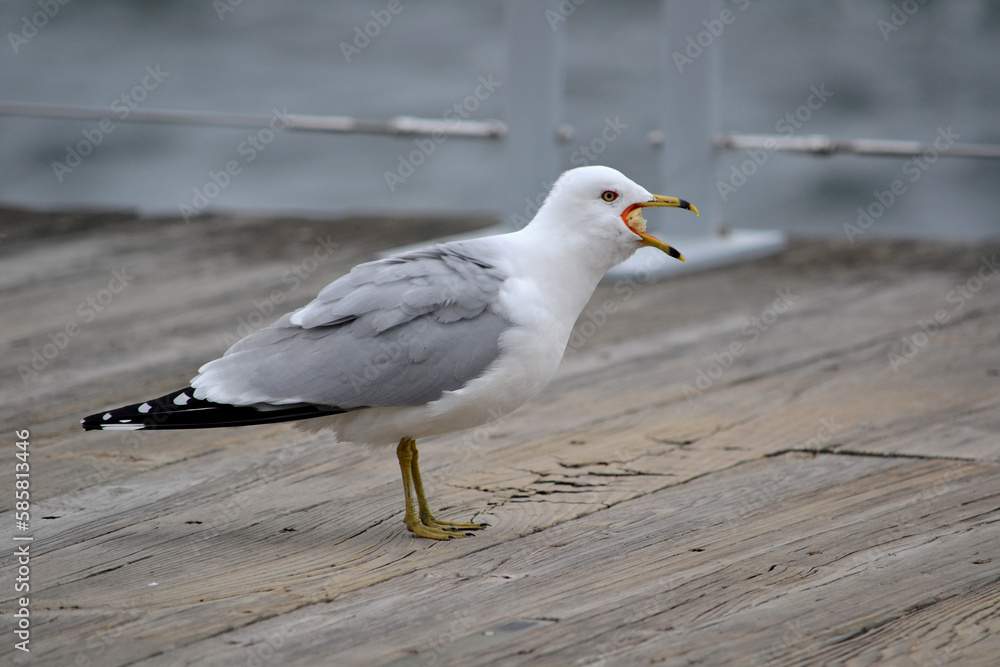 Obraz premium Seagull with its mouth open