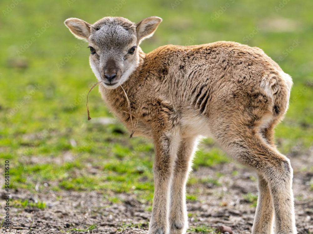 Fototapeta premium Mufflon