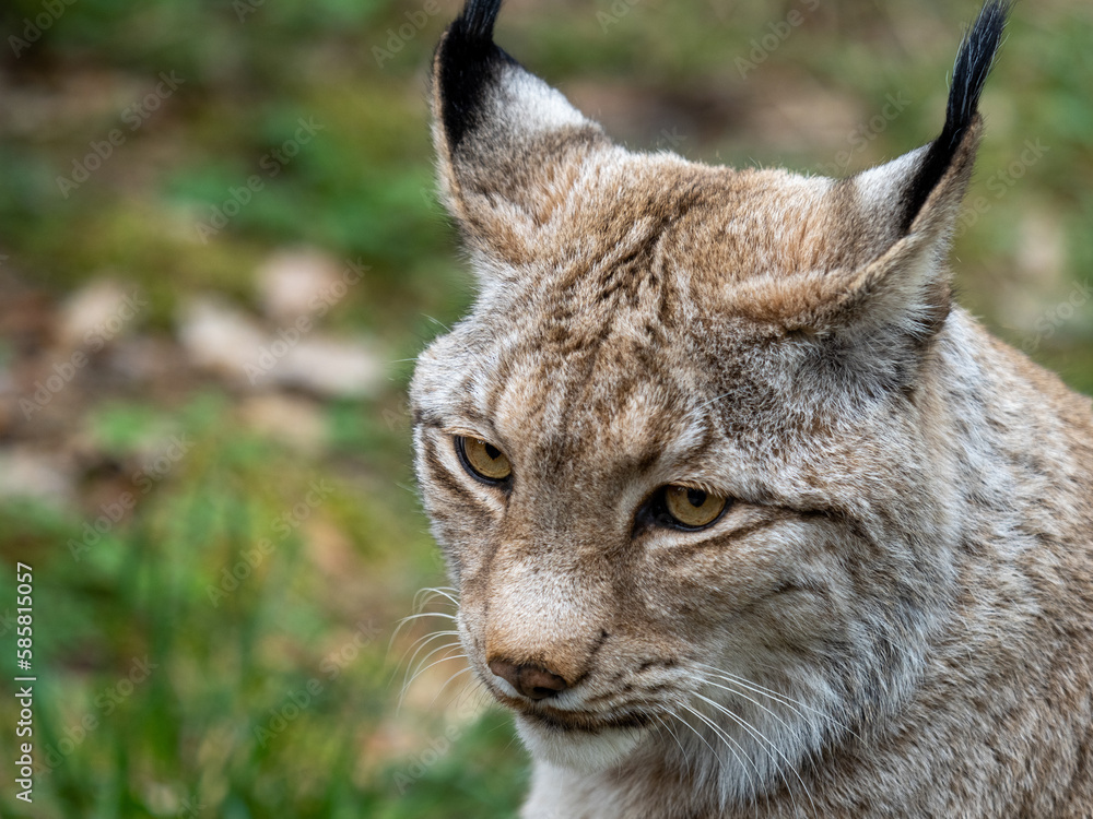 Fototapeta premium Lux