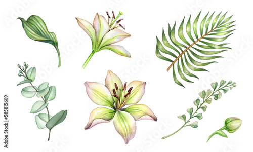 watercolor lily flowers and green leaves. Botanical design elements set, bohemian floral clip art collection, isolated on white background