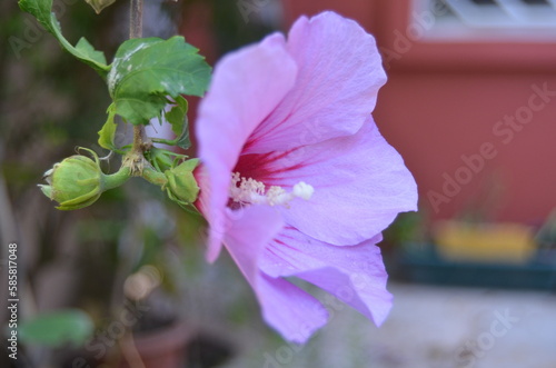 purple flower