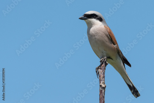 Red-backed shrike standing on a branch