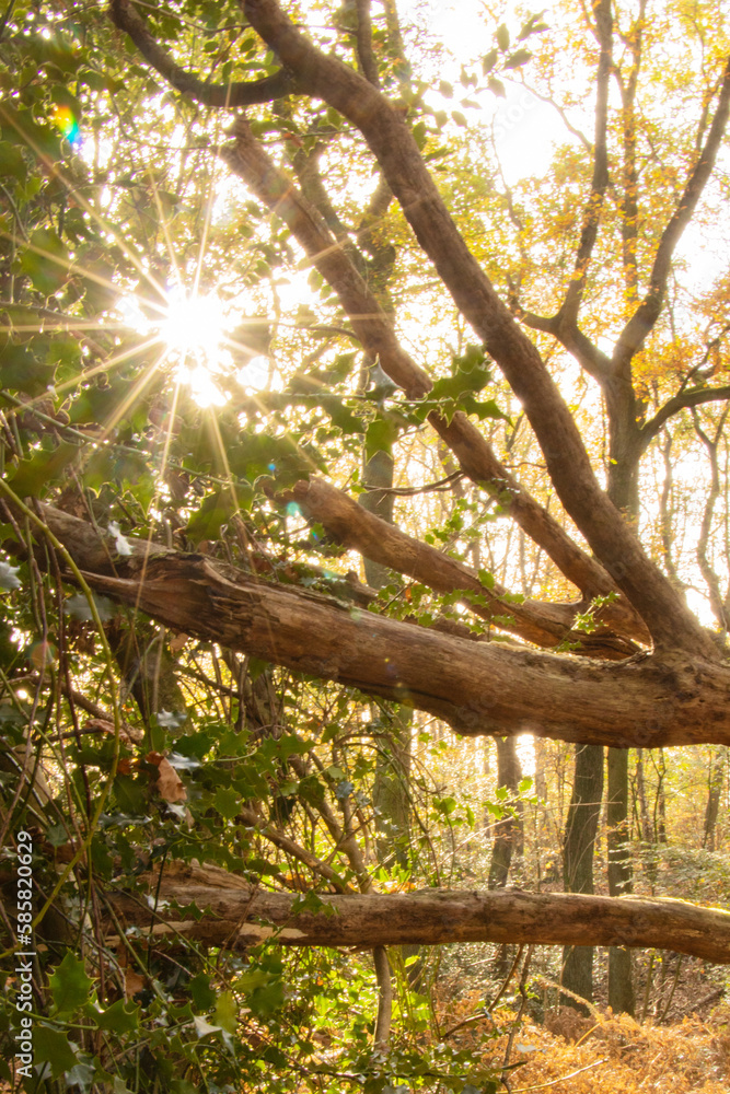 Fototapeta premium Sonnenstern im Wald