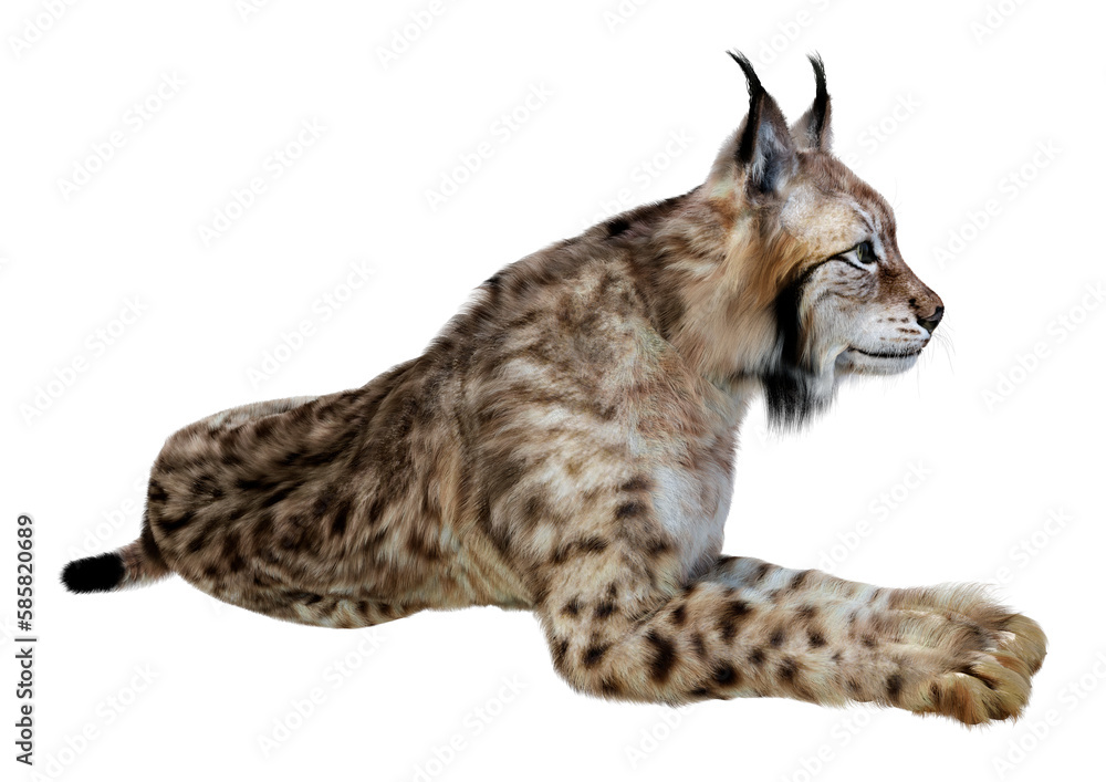 Fototapeta premium 3D Rendering Lynx on White