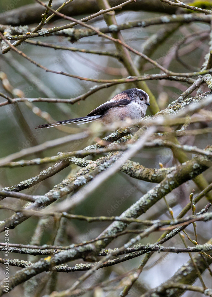 Naklejka premium Aegithalos caudatus: Long-Tailed Tit Bird Spotted in Dublin, Ireland