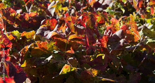 Close-up of very colourful leaves in the Italian vineyards in autumn (foliage) photo