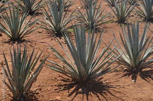 agave plant