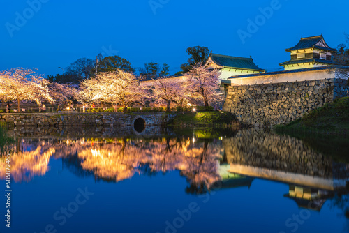 Fukuoka castle with cherry blossom in Fukuoka  Kyushu  Japan