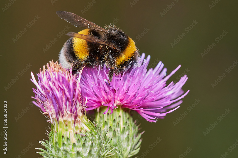 Bumblebee on beautiful blooming thistle, Danubian wetland meadow, Slovakia Bumblebee on beautiful blooming thistle, Danubian wetland meadow, Slovakia