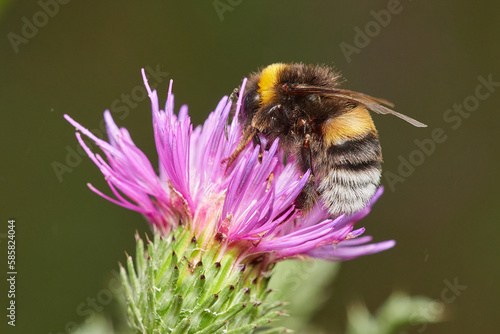 Bumblebee on beautiful blooming thistle, Danubian wetland meadow, Slovakia