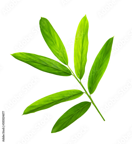 Green galangal leaves pattern isolated