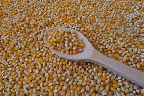 Corns. Corns in wooden spoon hand.