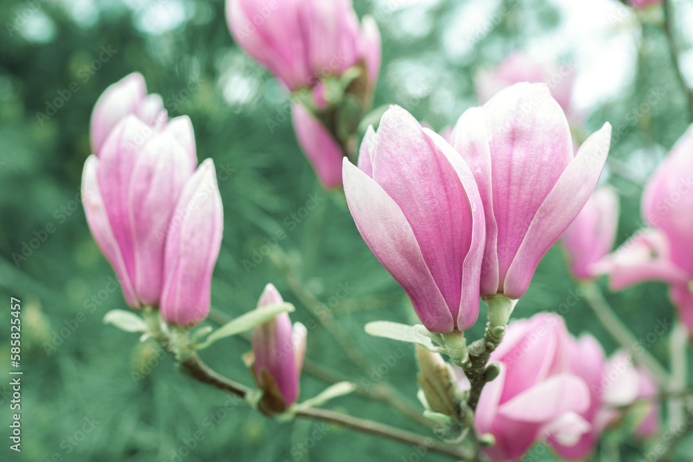 Magnolia flower close-up. Blooming magnolia tree. Shallow depth of field. Spring nature wallpaper Magnolia flower close-up. Blooming magnolia tree. Shallow depth of field. Spring nature wallpaper