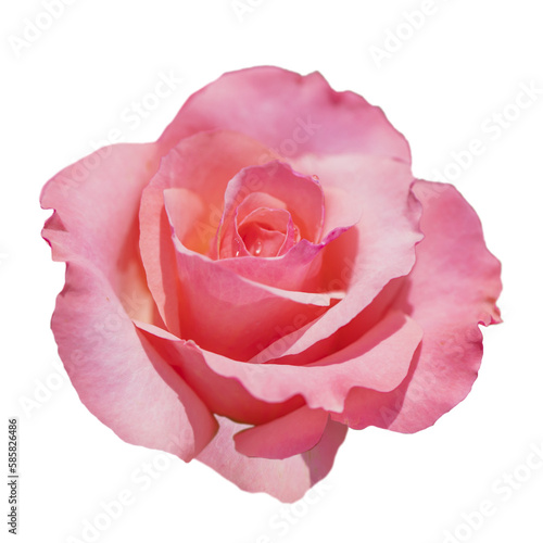 Cutout of an isolated single pink rose with the transparent png 