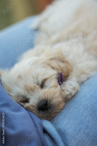 Asleep puppy portrait closeup