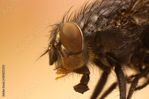 close up of a fly © Foto0505
