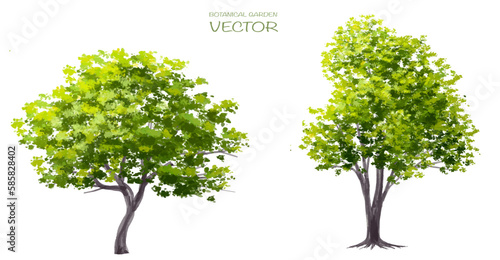 Vector watercolor of tree side view isolated on white background for landscape and architecture drawing  elements for environment and garden  painting botanical for exterior section and elevation