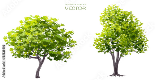 Vector watercolor of tree side view isolated on white background for landscape and architecture drawing, elements for environment and garden, painting botanical for exterior section and elevation