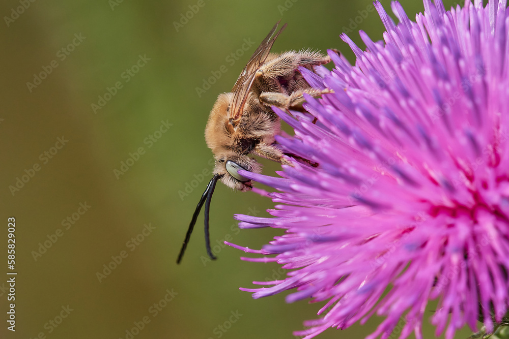 Fototapeta premium Wild bee in its natural environment, Danubian wetland meadow, Slovakia