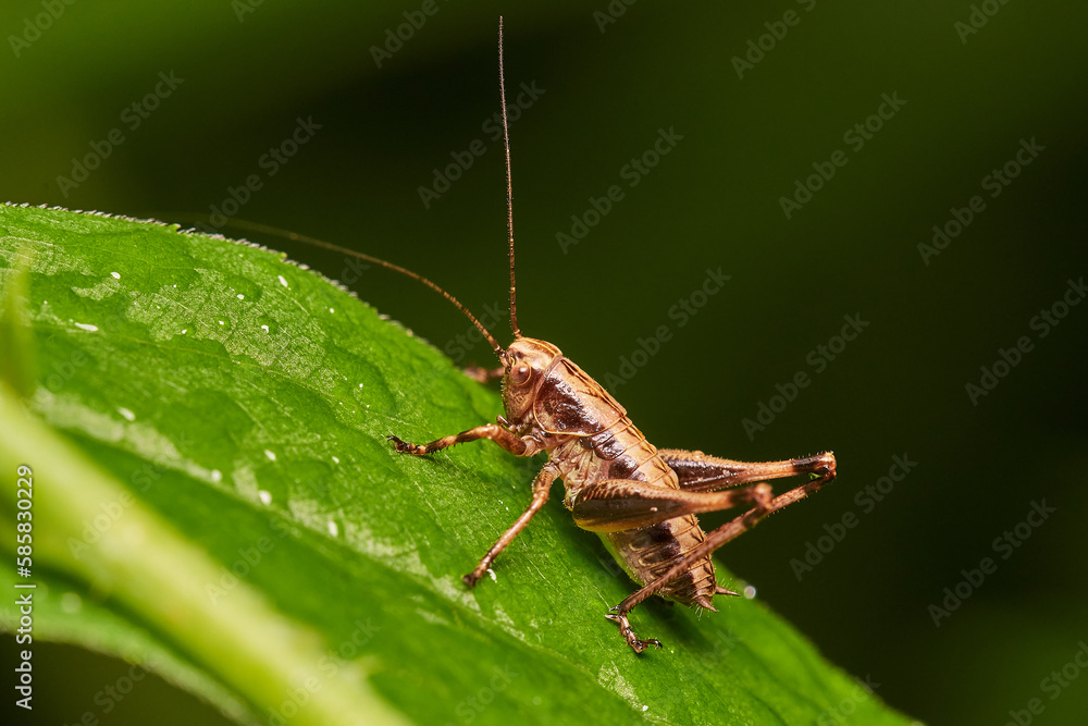 Grasshopper in its natural environment, Danubian wetland meadow, Slovakia Grasshopper in its natural environment, Danubian wetland meadow, Slovakia