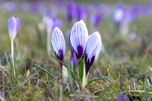 Beautiful mild violet, light blue sunny crocuses blooming in the city park with sunset light. Spring flowers closeup shot, bright blossoms from iris family. Spring shot of cup-shaped crocuses 