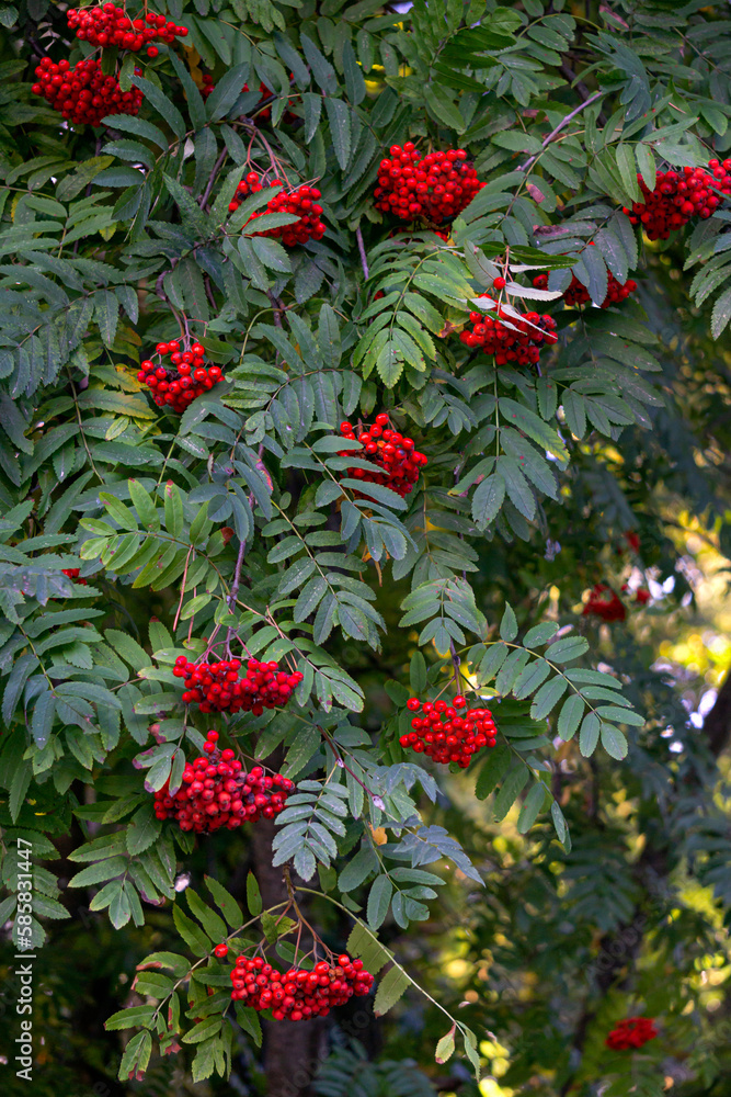 Rowan branches with clusters of red ripe berries on a background of green leaves. Rowan branches with clusters of red ripe berries on a background of green leaves.