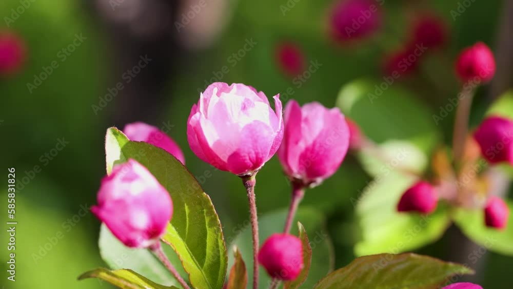 Beautiful fragrant Chinese flowering crabapple Beautiful fragrant Chinese flowering crabapple
