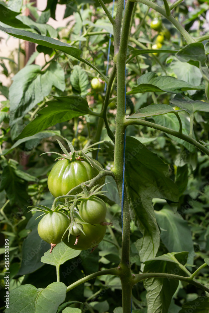 Bunch of organic unripe green tomato in greenhouse. Homegrown, gardening and agriculture consept. Solanum lycopersicum is annual or perennial herb, Solanaceae family. Cover for packaging seeds