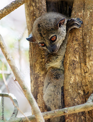 Playful nocturnal lemur, Ankarana Special Reserve, Madagascar photo