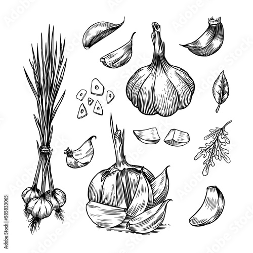 Garlic set in Vintage style. Engraved Vegetable. Hand drawn food. Vector illustration for farm market, menu, label. Organic product.