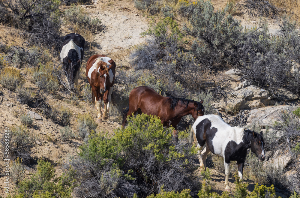Herd of Wild Horses in the Wyoming Desert in Autumn Herd of Wild Horses in the Wyoming Desert in Autumn