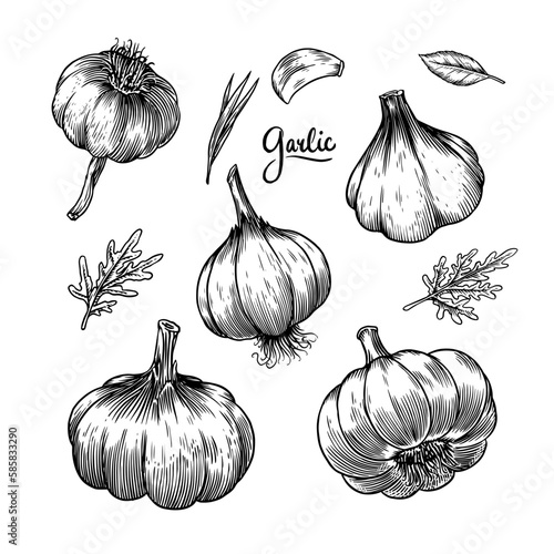 Garlic set in Vintage style. Engraved Vegetable. Hand drawn food. Vector illustration for farm market, menu, label. Organic product.