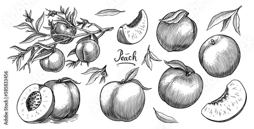 Peach and apricot in Vintage style. Slice and half and cut. Engraved Fruits. Hand drawn food. Vector illustration for farm market, menu, label. Organic product in ink and grunge style.