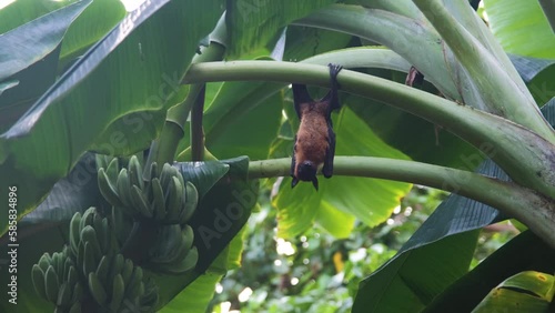 Fruit bat or flying fox (Pteropus giganteus) resting on a banana tree. Tropical nature and wildlife concept photo