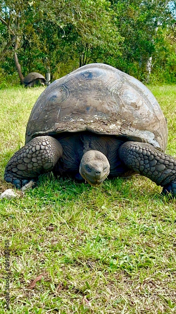 Fototapeta premium galapagos tortoise