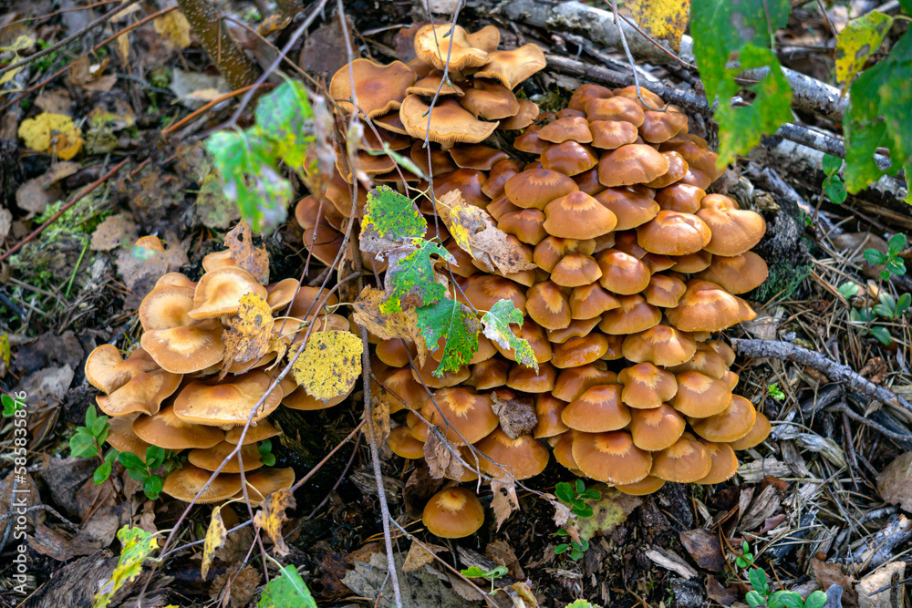 A bunch of honey mushrooms growing on a stump in the forest. A bunch of honey mushrooms growing on a stump in the forest.