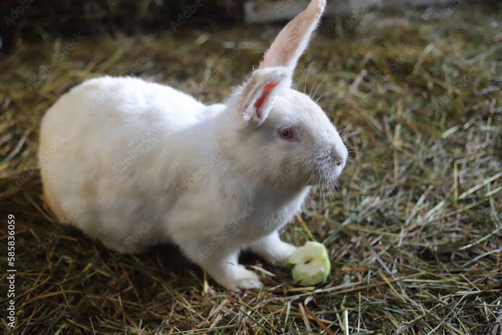 White rabbit with apple in the hay in the raddock White rabbit with apple in the hay in the raddock