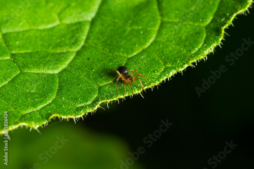 macro shot of a spider hiding under a green leaf © Oleh Marchak