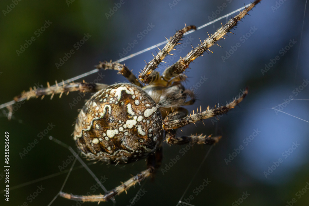 Spider Araneus diadematus with a cross on its back on a web against a tree background Spider Araneus diadematus with a cross on its back on a web against a tree background