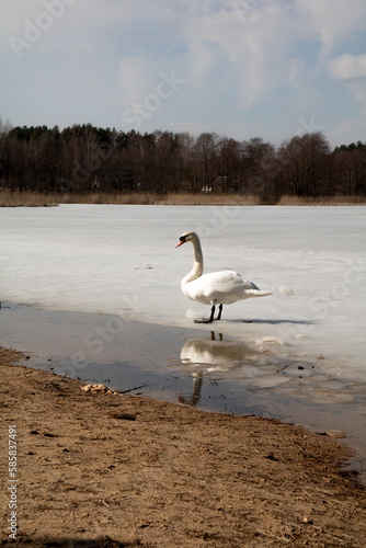 photo of a white swan on a lake in spring