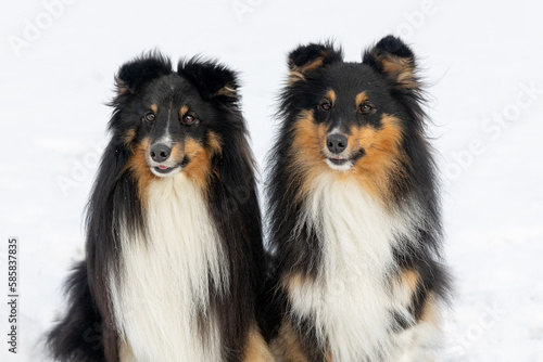 Two black and white with sable tan shetland sheepdog winter portrait in the forest with background of white snow. Sweet cute and fluffy little lassie, collie, sheltie dog sitting on fresh snow