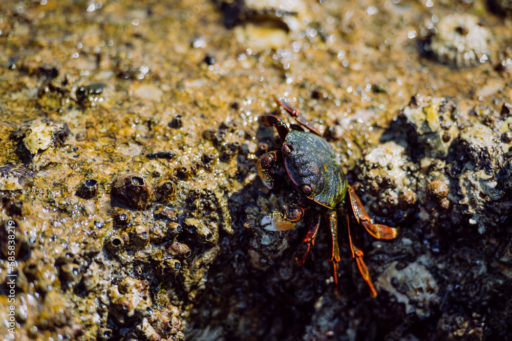 Close up of crab walking on stone in sea.