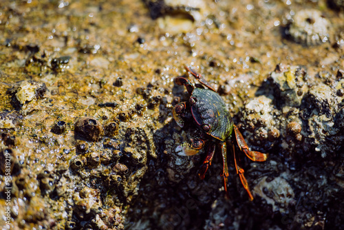 Close up of crab walking on stone in sea.