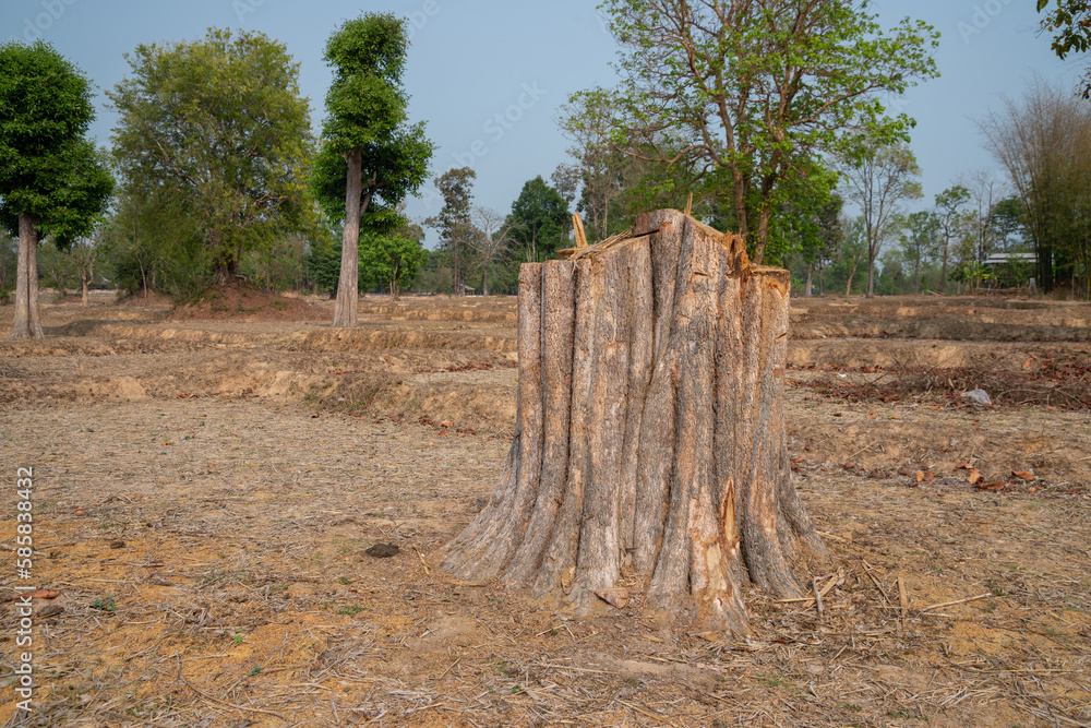 big wooden stub on meadow in forest, Thailand. big wooden stub on meadow in forest, Thailand.