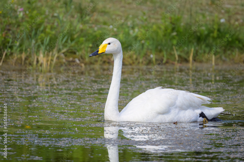 Fototapeta premium A Whooper Swan swimming on a pond